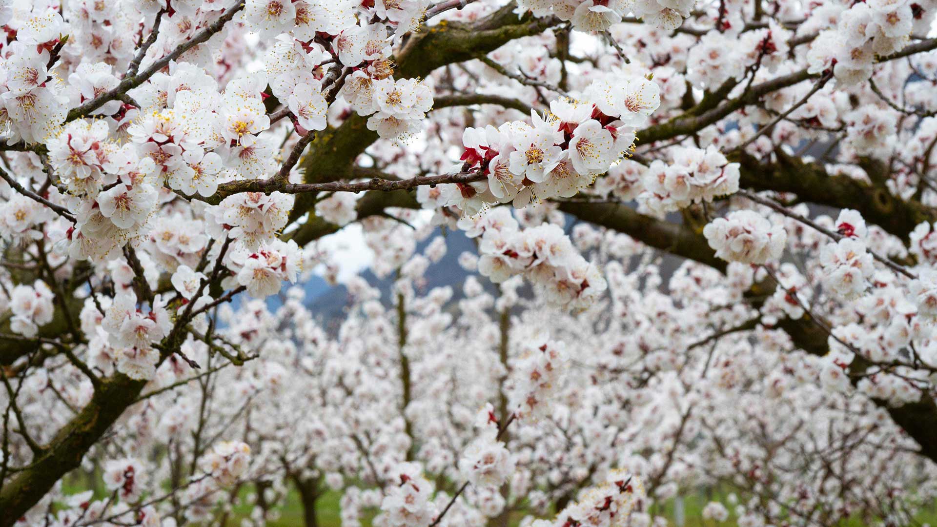 Marillenbluete_8(c)Barbara-Elser